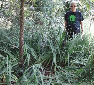 August, 2018-Stan looking at a flattened area in rural Westmoreland County, PA, where possibly a large animal had by laying down. Residents in the area have been reporting strange screaming sounds and odd animal reactions.