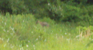 Photo of mystery animal in Unity Twp., PAUsed with the permission of the witness