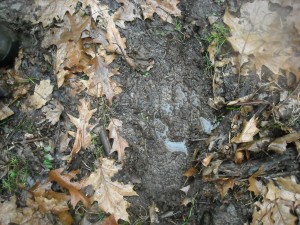 Photo of one of the tracks taken on December 5, 2013 Copyright 2013 Stan Gordon