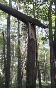 tree broken 2018