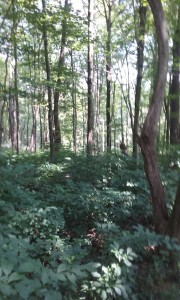 Bigfoot sightings continue to be reported from the dense woods and forests of Pennsylvania photo credit: Stan Gordon