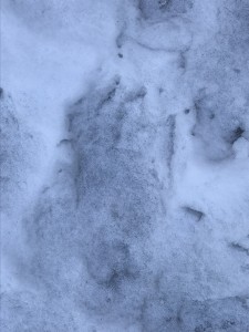 Photo of clawed track kin snow used with permission of the witness.