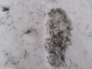 Footprint in the snow in Derry Township, PA on January 21, 2019.  Photo used with permission of the witness.